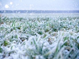 Grass exposed to elements 
