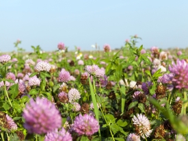 A mix of clovers in pastures 