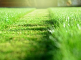 Mowing lawn in sun