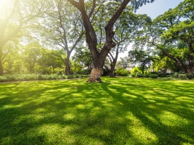 Shady Lawn