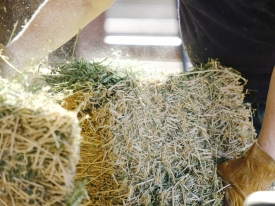 Farmer feeding hay bale