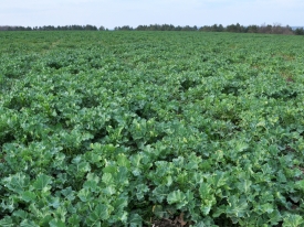 Spring field with a good staircase of winter rape plants