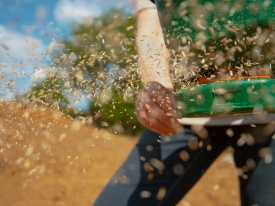 Seeding 