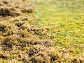 picture of that that has been removed on top of grass