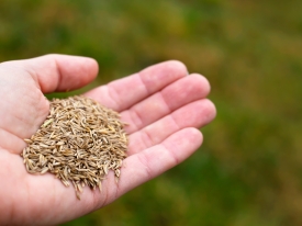 Hand holding seed