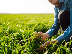 Farmer in grass field holding grass