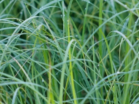 Fine Fescue
