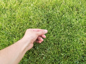 Hand in grass