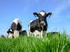 Dairy cows in fiels