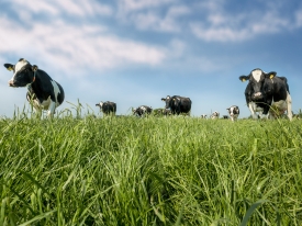 Dairy cows grazing grass