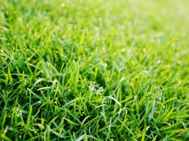 Grass