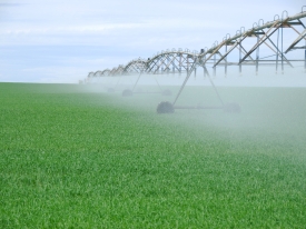 Field being irrigated
