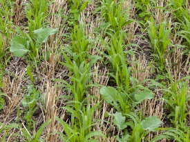 Cover Crop