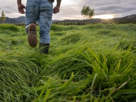 Farmer walking in tall grass field