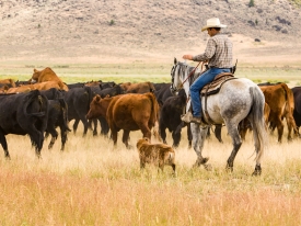 Dryland pasture