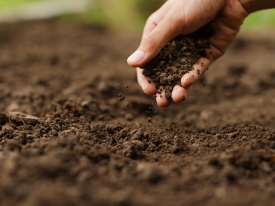 Hand in soil