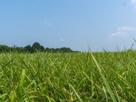 Field of BarOptima Plus E34.