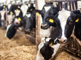 Dairy cattle eating ration