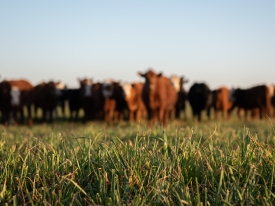Cattle grazing