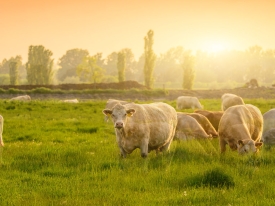 cows in sun