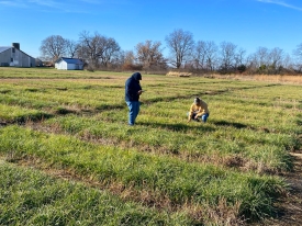 Forage trials