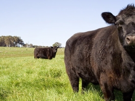 cows in crabgrass field