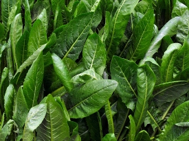 oats and brassicas