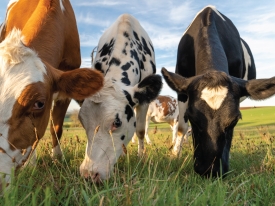 Three cows grazing on grass with blue skies.