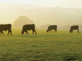 Cattle grazing a green pasture during sunset.