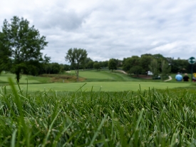 Closeup of grass with golf course, trees, and cloudy sky in background