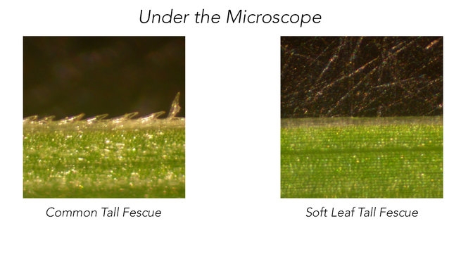 BarOp - Microscope