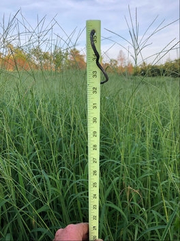 mojoforagecrabgrass