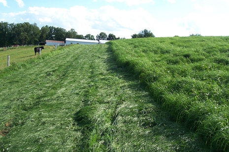 Grasslands wit cow in background