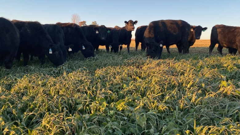 Cattle grazing pinpoint products.