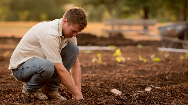 planting seed