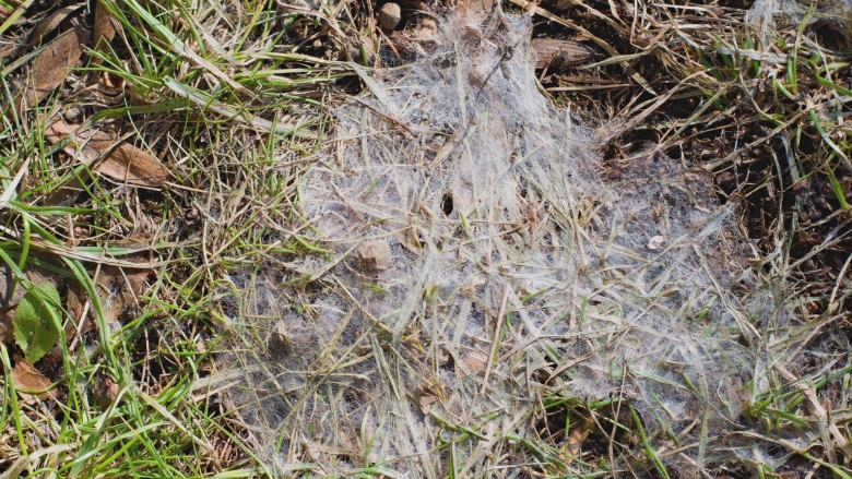 Snow mold on turfgrass.