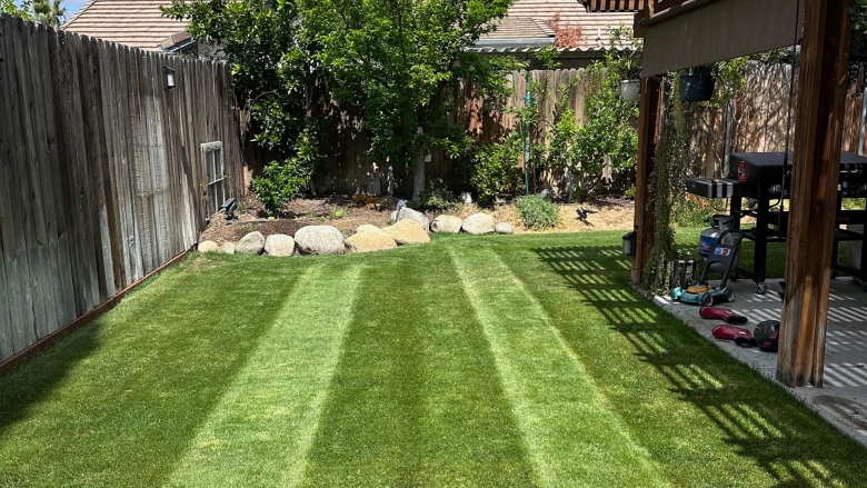 Sunny lawn