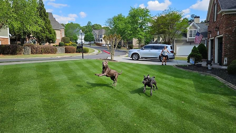 Dogs on lawn