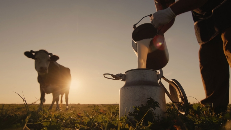 dairy cow milk
