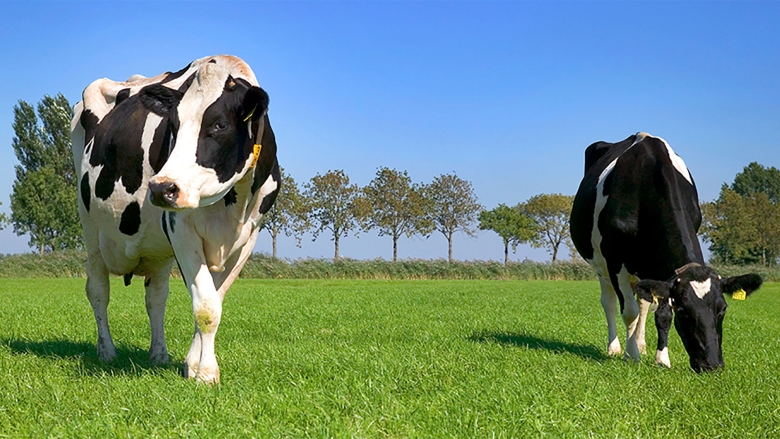Dairy cows grazing