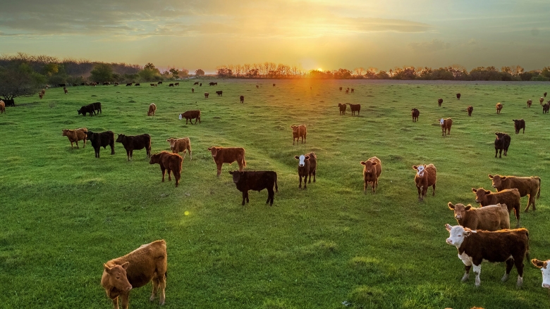 Cows in pasture