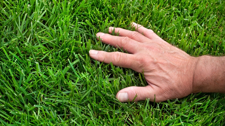 Hand on lawn