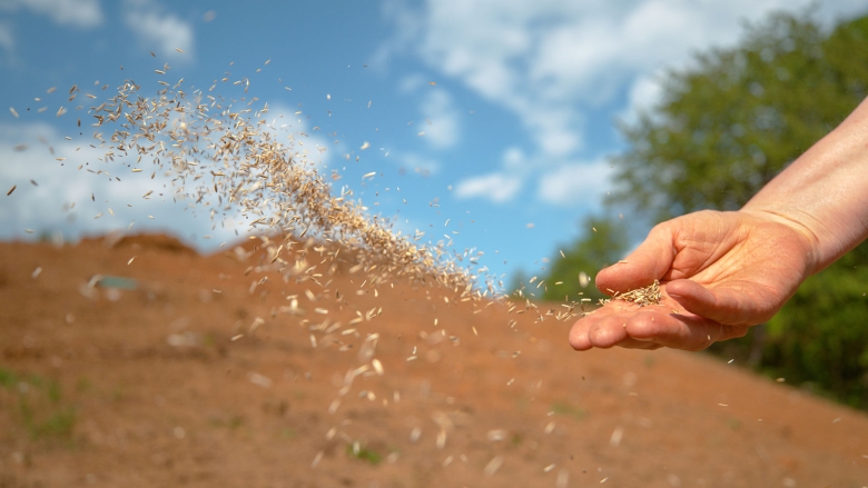 hand sowing seed