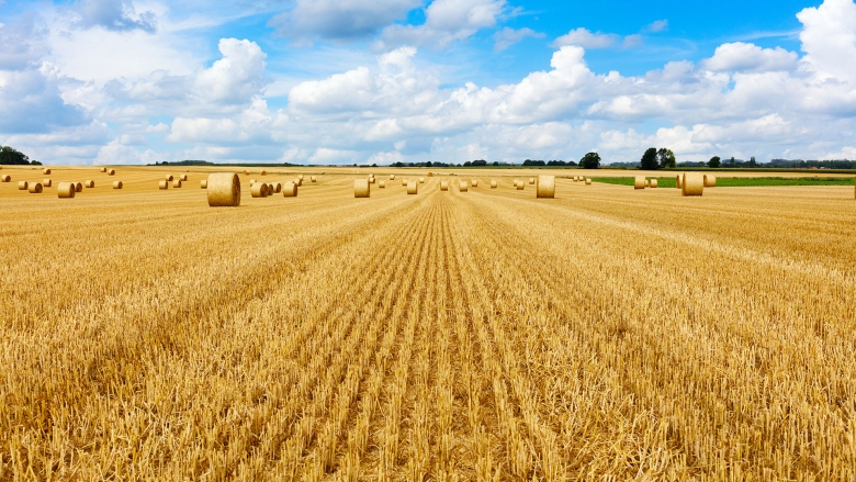 Dry Hay Field