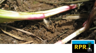 Determinate Stolons on Soil with RPR Logo