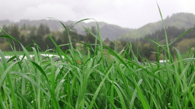Field of Green Spirit, Italian Ryegrass