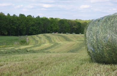 Haymaster Header