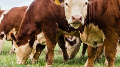 grazing cows