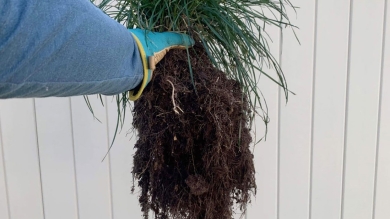 roots