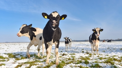 snow cows